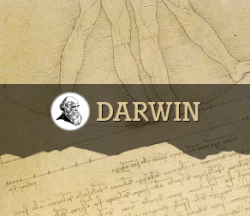 Darwin